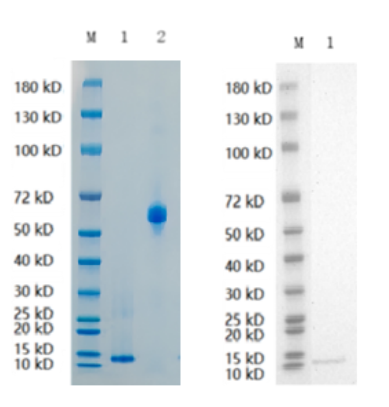 Reducing 12% SDS-PAGE (CBB stained) and WB (Anti-His Mouse Monoclonal antibody) analysis profiles of purified CLECL1.
1. CLECL1 
2. BSA